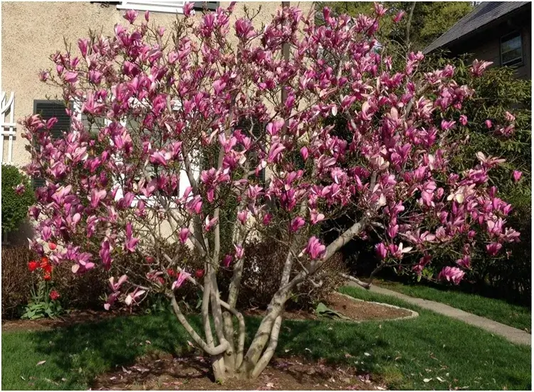 magnolia en pot amour nature noblesse persévérance dignité