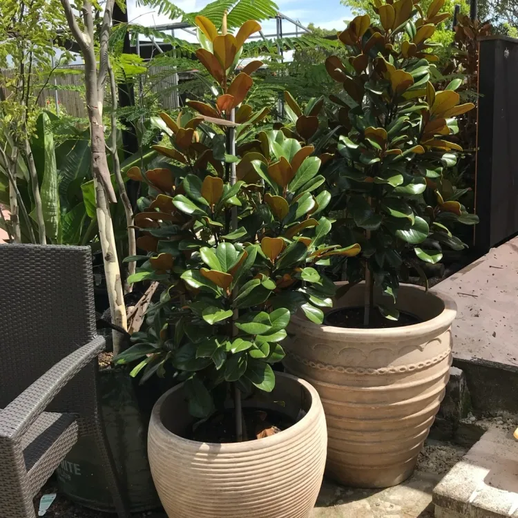 magnolia en pot choix conteneur planter arbre ombre ornement côté maison