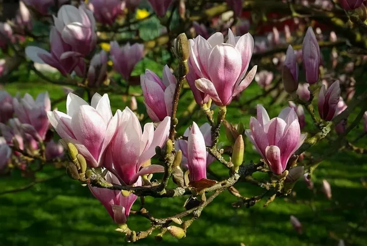 magnolia en pot sur terrasse chacune couleurs fleurs propre symbolique