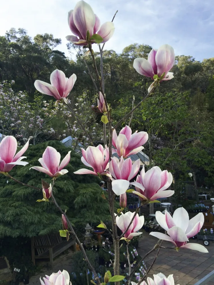 magnolia stellata en pot placer conteneur obtenir plein soleil ombre partielle