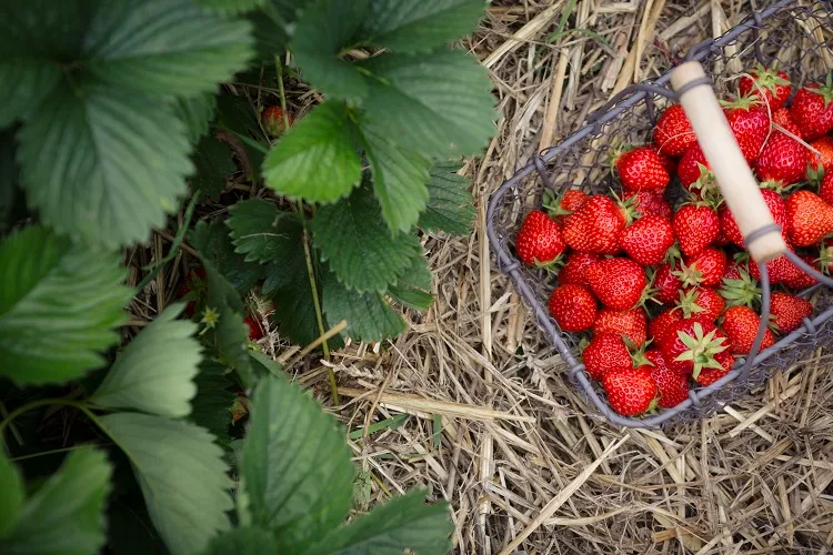 paillage pour doubler la production de fraises fraisiers jardin balcon
