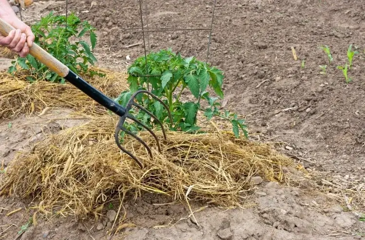 paillis pour protéger ses plantes de potager de l'humidité