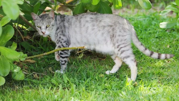 Cat parasites bite danger walking park lawn