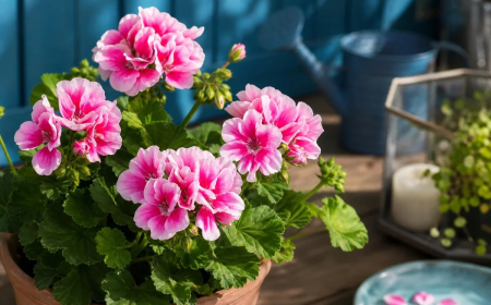 engrais naturel pour géranium booster la floraison