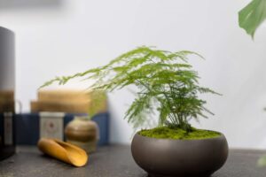 plante asparagus setaceus bonsai culture entretien bienfaits arrosage bouture maladies