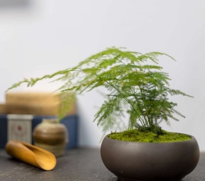 plante asparagus setaceus bonsai culture entretien bienfaits arrosage bouture maladies