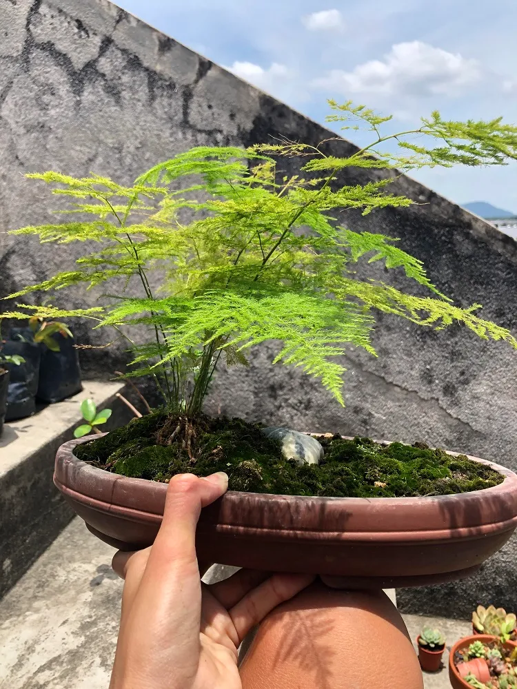 plante asperge d'ornement âgé bienfaits entretien asparagus arbre bonsai