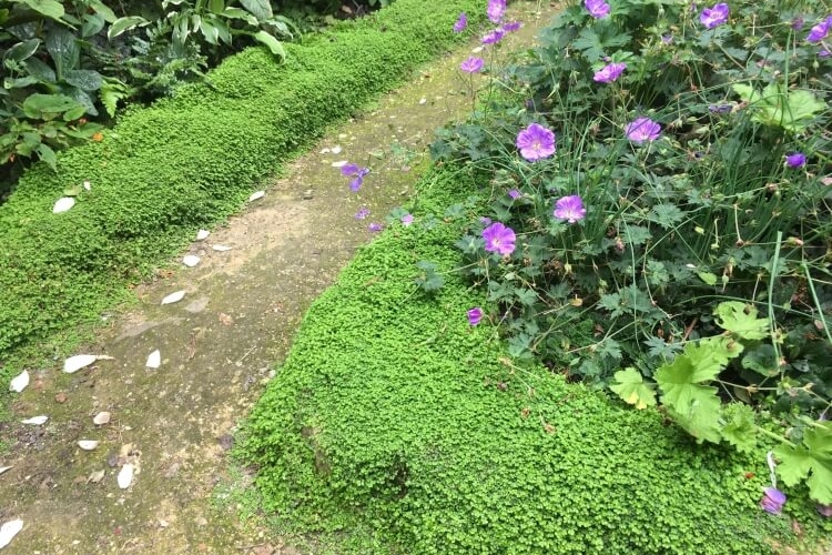 plante couvre sol persistant croissance rapide sentiers bien formés talus enveloppés verdure