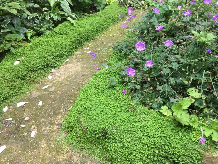 plante couvre sol persistant croissance rapide sentiers bien formés talus enveloppés verdure