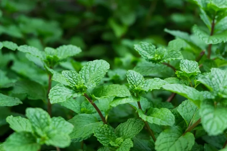 mosquito repellent plant mint fragrant herb pest control properties