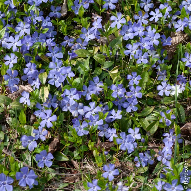 plante vivace d'ombre à choisir la pervenche