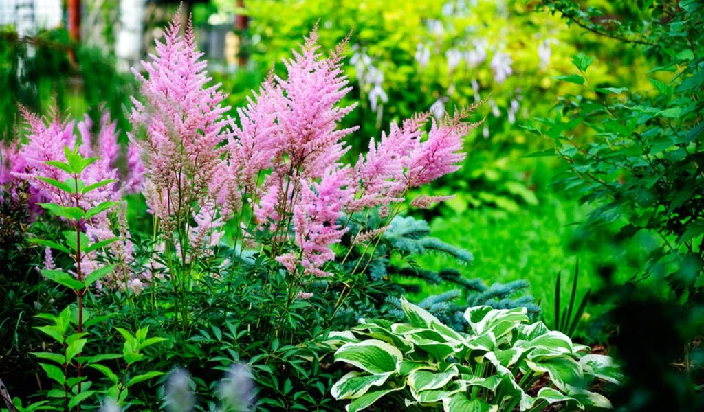 plante vivace ombre longue floraison