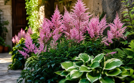 plante vivace ombre longue floraison