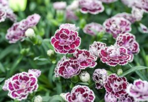 plante vivace plein soleil stimuler apparition nouvelles fleurs couper régulièrement fleurs fanées