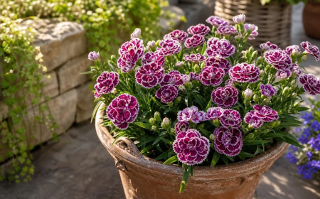plante vivace plein soleil stimuler apparition nouvelles fleurs couper régulièrement fleurs fanées