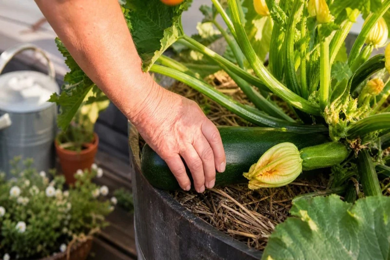 planter des courgettes choisir mauvaise zone croissance diminuer rendement