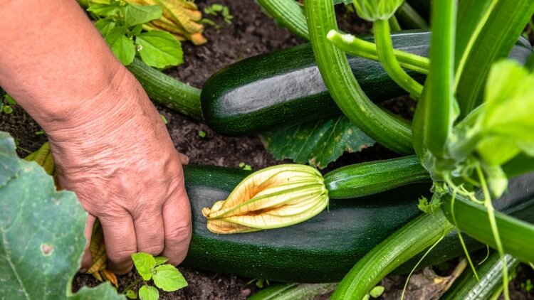 planter des courgettes choisir mauvaise zone croissance diminuer rendement