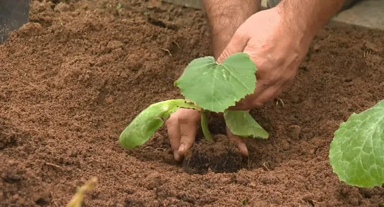 planter des courgettes en terre 2022