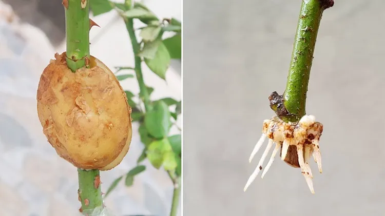 planter une tige de rose dans une pomme de terre