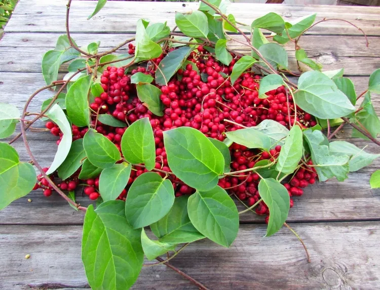 plantes après accouchement schisandra