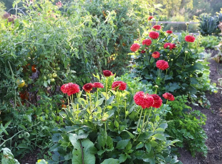 plantes compagnes au potager éviter planter plantes bulbes côté légumes