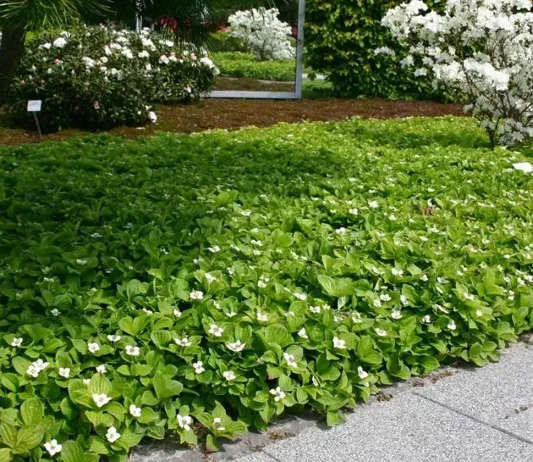 plantes couvre-sol alternative au gazon Cornus canadensis