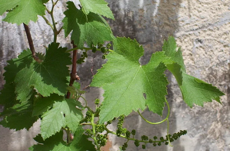 plantes grimpantes mur vigne à raisins vitis vinifera