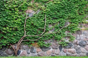 plantes pour cacher un mur exterieur