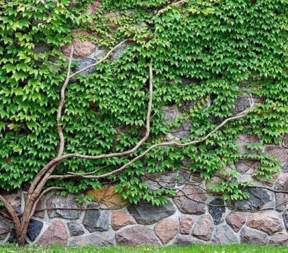 plantes pour cacher un mur exterieur