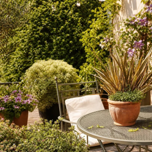 plantes pour terrasse ensoleillée bonne combinaison arbres plantes offrant ombre intimité