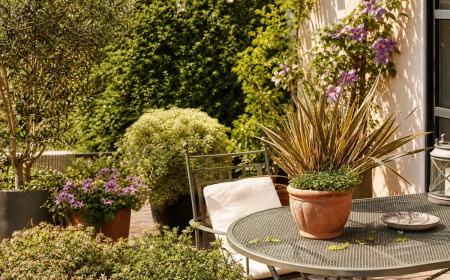 plantes pour terrasse ensoleillée bonne combinaison arbres plantes offrant ombre intimité