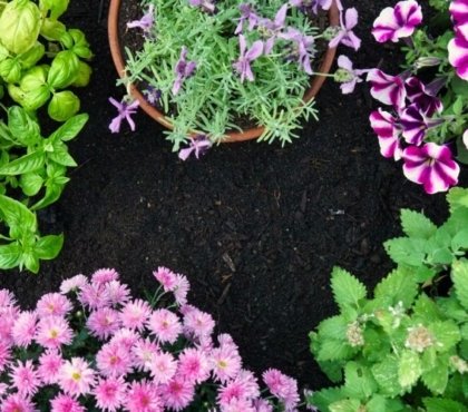 plantes répulsives beautés odorantes planter pot jardinières jardin balcon