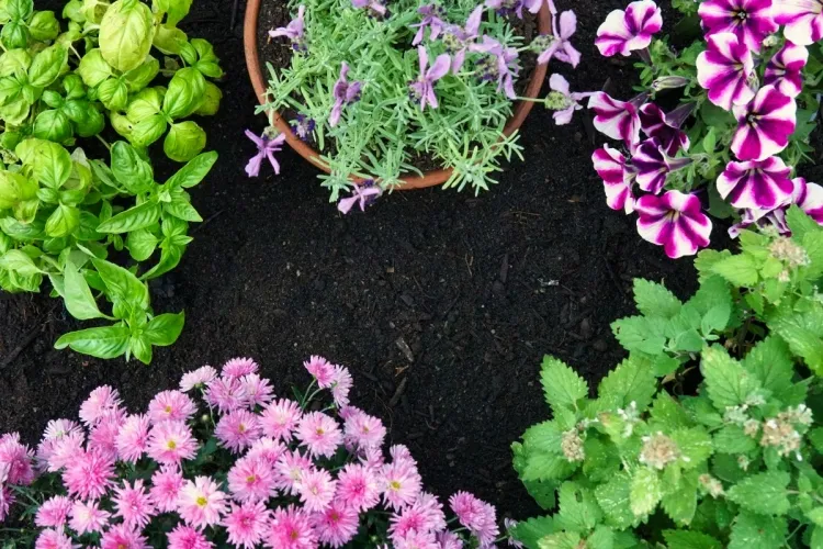 plantes répulsives beautés odorantes planter pot jardinières jardin balcon