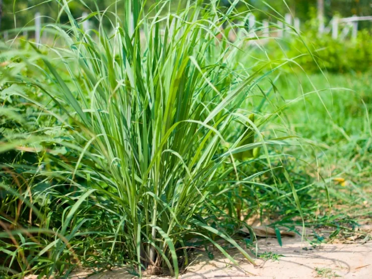 lemon grass repellent plants a popular component of natural mosquito repellents