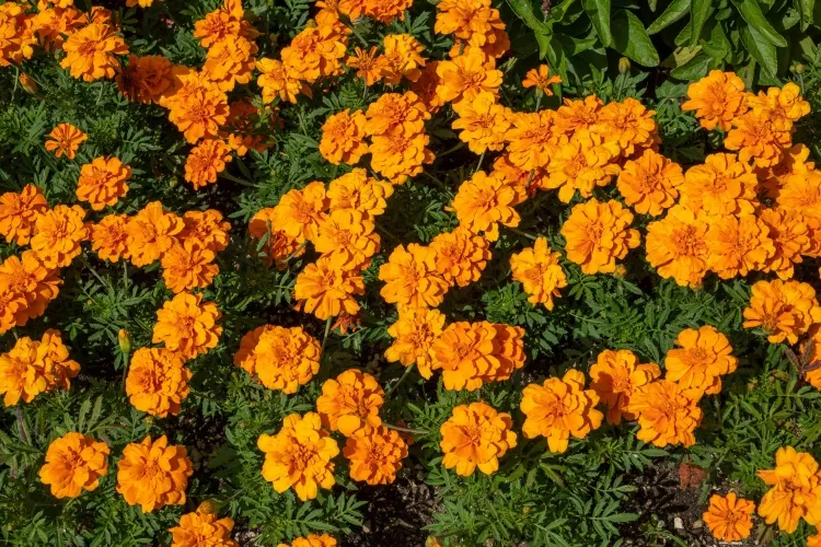 marigold repellent plants popular with landscape gardeners