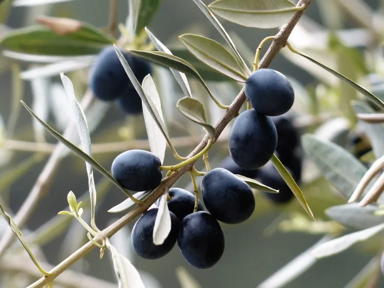 plantes résistant au vent olivier
