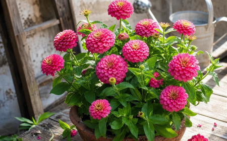 plantes résistant au vent zinnia