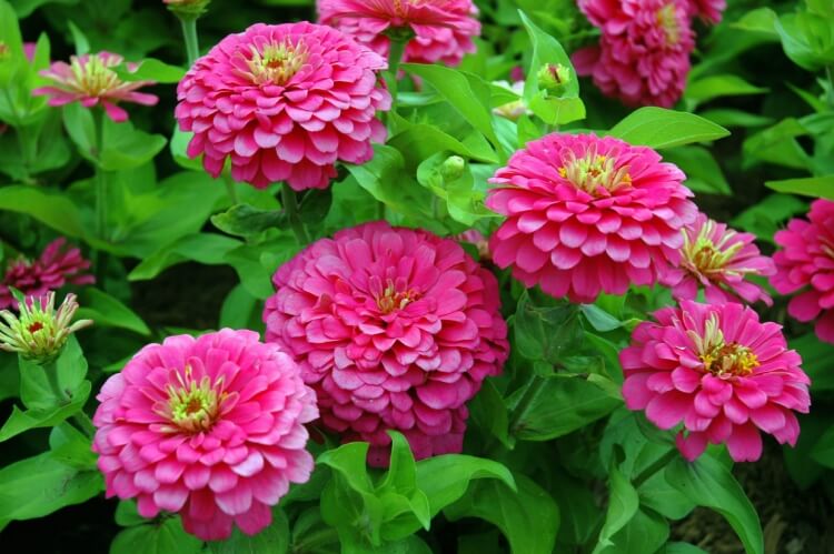 plantes résistant au vent zinnia