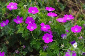 plantes vivaces comment les choisir en 2022