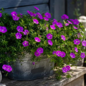 plantes vivaces comment les choisir en 2022