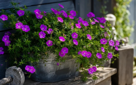 plantes vivaces comment les choisir en 2022
