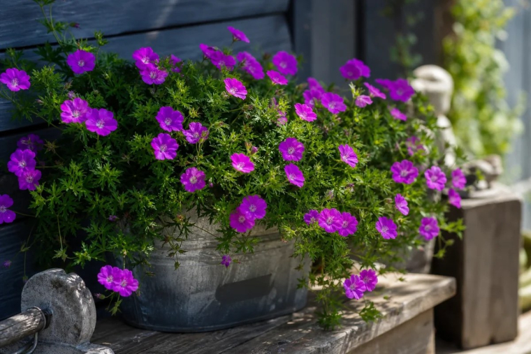 plantes vivaces comment les choisir en 2022