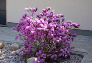 plantes vivaces pour massif mi ombre Rhododendron Praecox