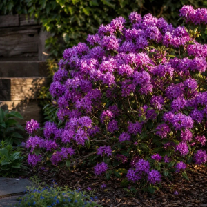plantes vivaces pour massif mi ombre Rhododendron Praecox