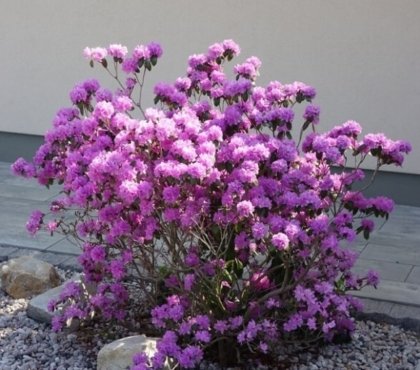 plantes vivaces pour massif mi ombre Rhododendron Praecox