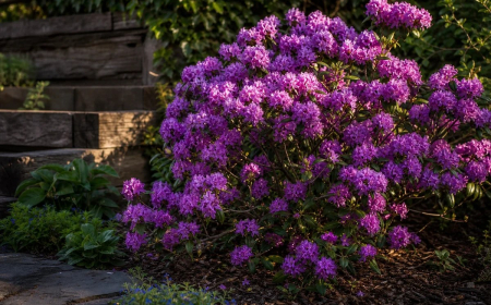 plantes vivaces pour massif mi ombre Rhododendron Praecox