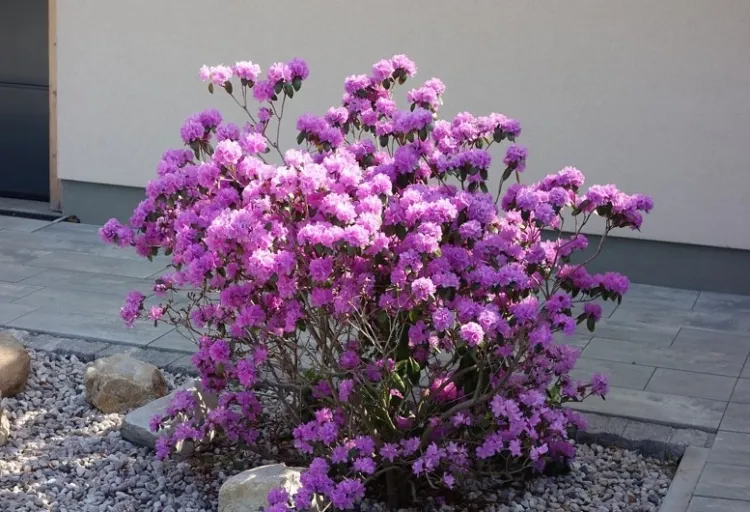 plantes vivaces pour massif mi ombre Rhododendron Praecox