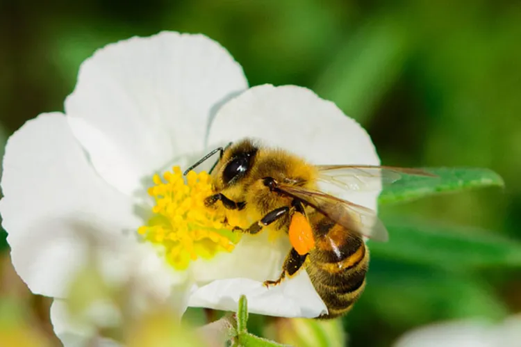 pollinisation des courgettes quelles sont les étapes