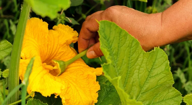 pollinisation des fleurs de courgettes à la main