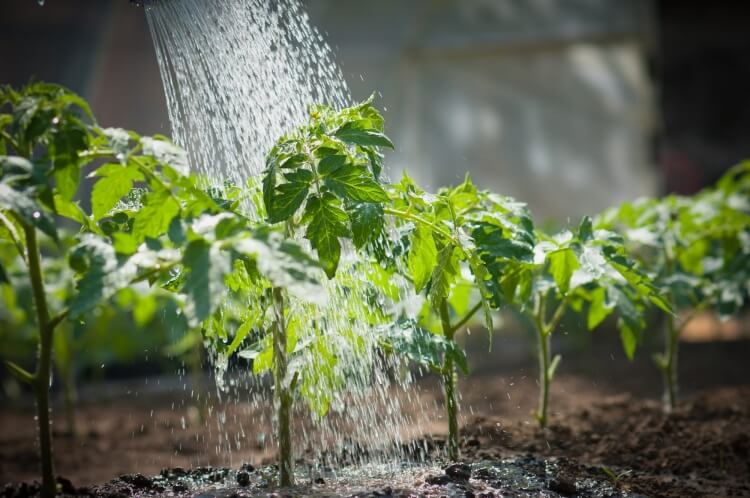 potager sans arrosage interdépendance sol arrosage tamis spongieux